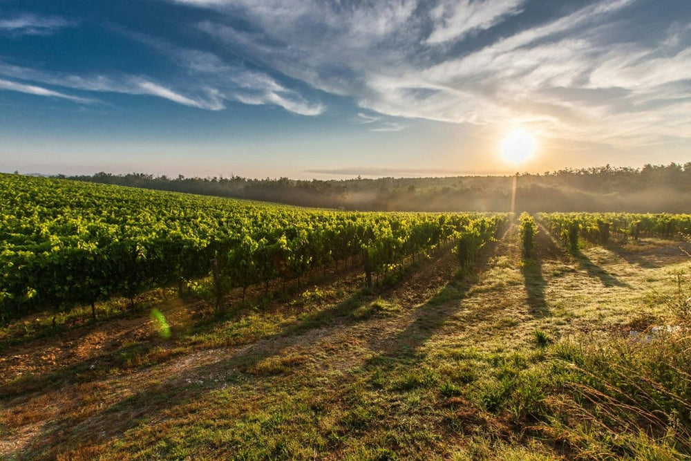 A Journey through South Australia's Wine Regions with Millon Wines - Millon Wines