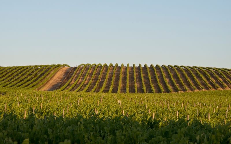 Exploring the Wine Regions of South Australia - Millon Wines