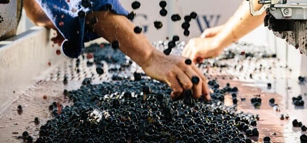 How We Make Artisan Wines from Start to Finish: A Detailed Process - Millon Wines