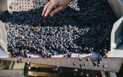 Our Commitment to Sustainable Winemaking Practices - Millon Wines