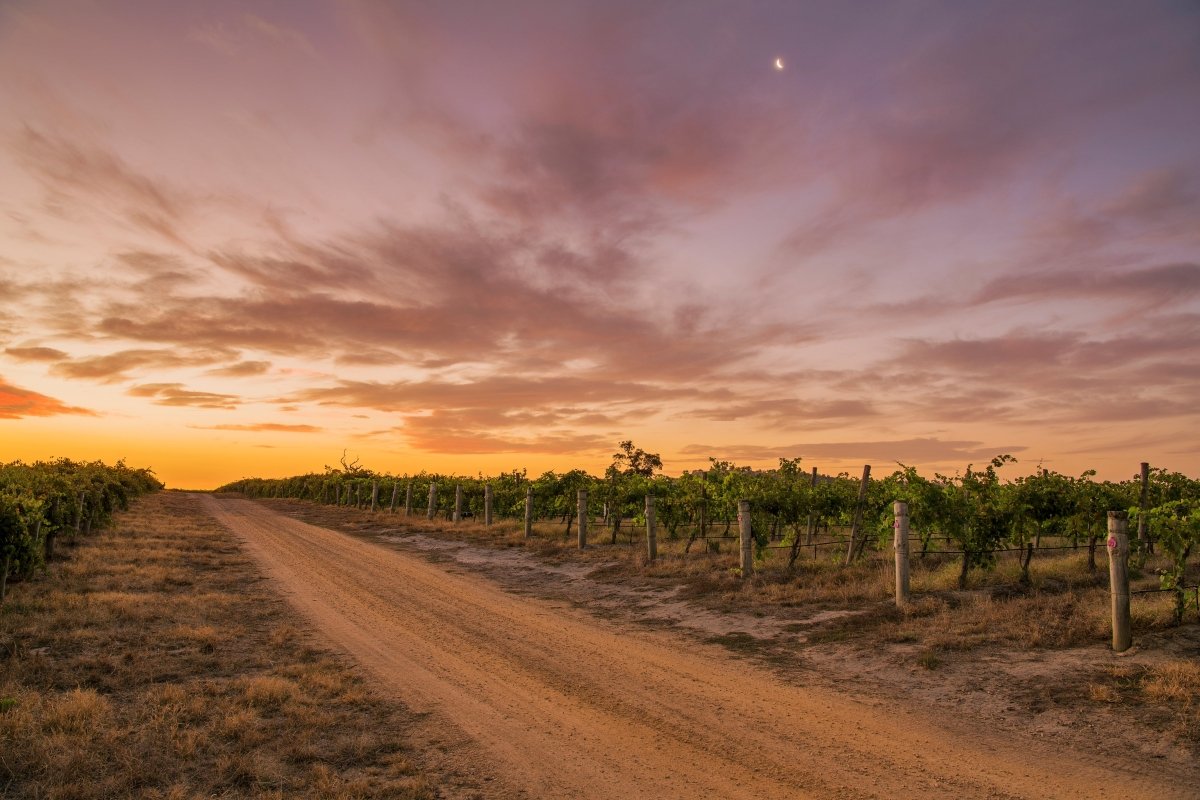 The Hidden Gems of South Australian Wineries: A Wine Lover's Road Trip - Millon Wines