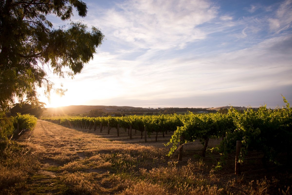 The Terroir of South Australia: Unearthing the Roots of Millon Wines' Exceptional Boutique Selection - Millon Wines